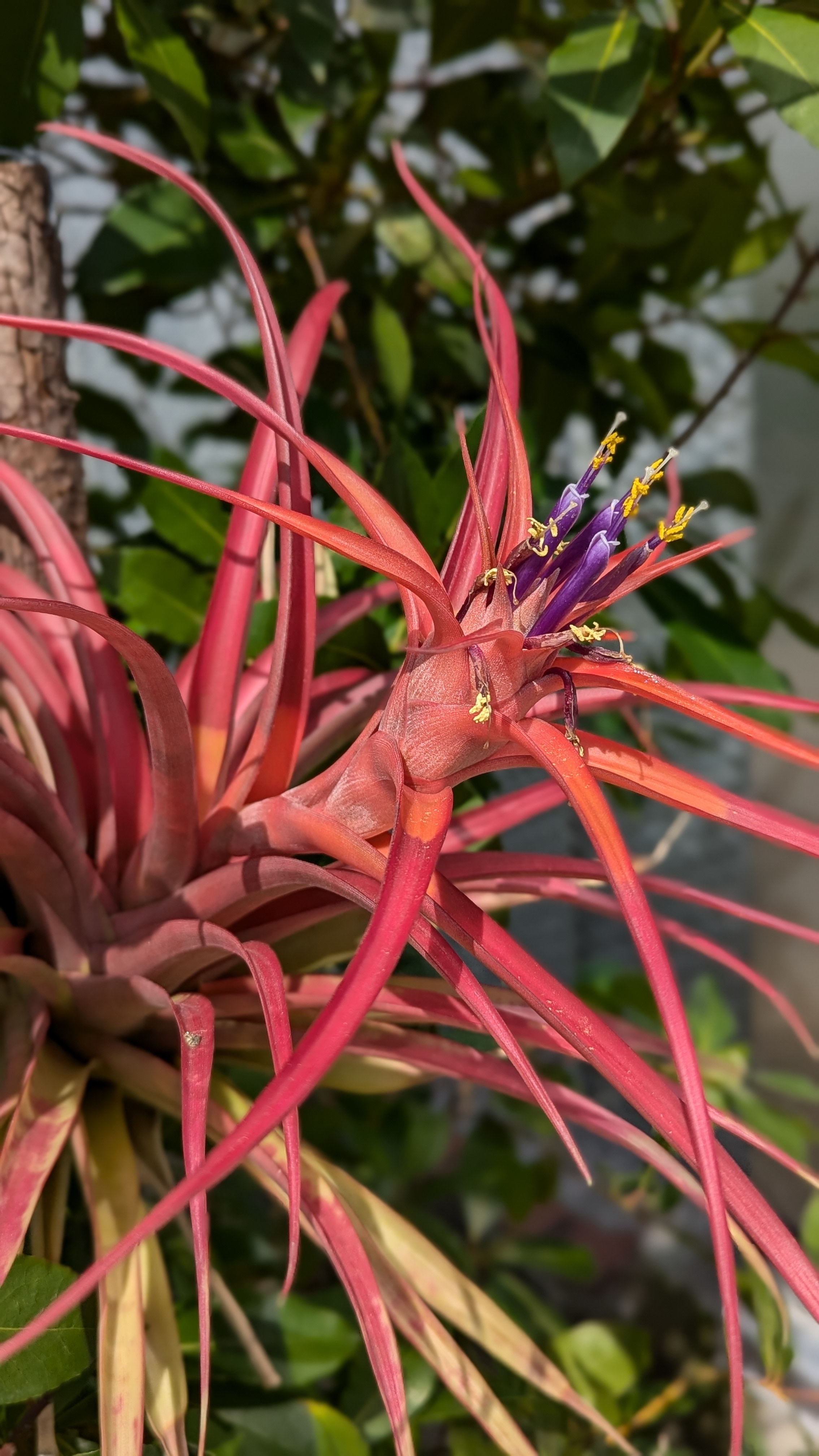 preview Tillandsia capitata Grisebach